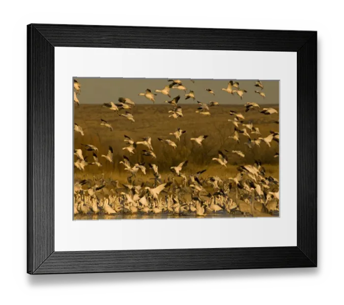 Framed Print : Sandhill cranes, Grus canadensis, and snow geese, Chen caerulescens, take refuge
