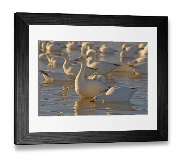 Framed Print : Snow geese, Chen caerulescens, wintering in New Mexico, take refuge from predators Framed Print : Snow geese, Chen caerulescens, wintering in New Mexico, take refuge from predators