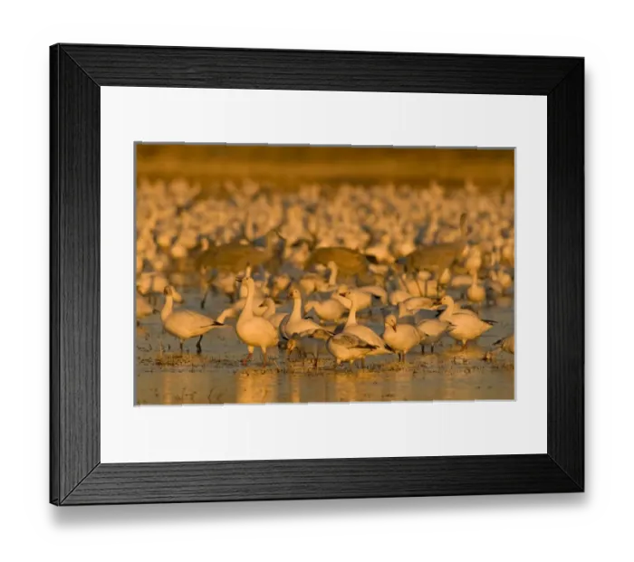 Framed Print : Sandhill cranes, Grus canadensis, and snow geese, Chen caerulescens, take refuge Framed Print : Sandhill cranes, Grus canadensis, and snow geese, Chen caerulescens, take refuge