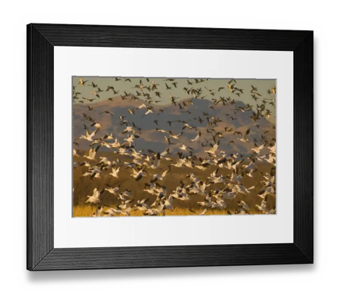Framed Print : Thousands of migrating snow geese, Chen caerulescens, wintering in New Mexico, take Framed Print : Thousands of migrating snow geese, Chen caerulescens, wintering in New Mexico, take