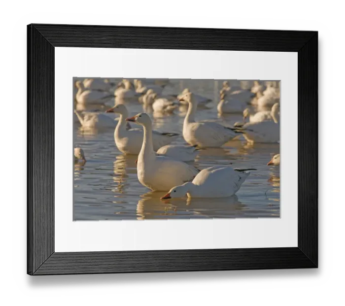 Framed Print : Snow geese, Chen caerulescens, wintering in New Mexico, take refuge from predators Framed Print : Snow geese, Chen caerulescens, wintering in New Mexico, take refuge from predators