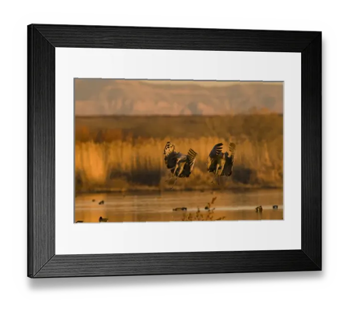Framed Print : A pair of migratory sandhill cranes, grus canadensis, come in for a landing in a Framed Print : A pair of migratory sandhill cranes, grus canadensis, come in for a landing in a