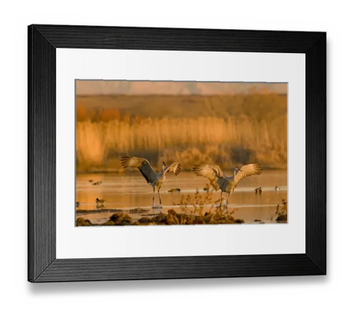 Framed Print : A pair of migratory sandhill cranes, grus canadensis, come in for a landing in a