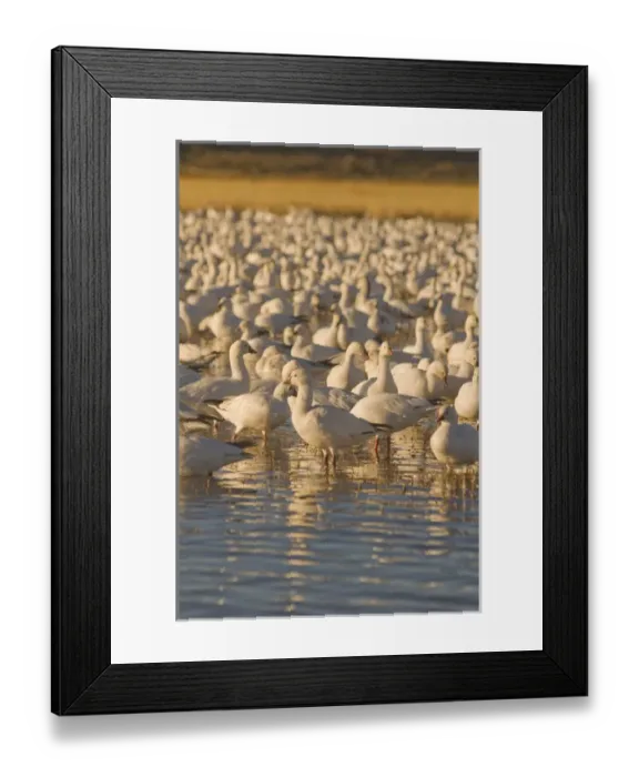 Framed Print : Snow geese, Chen caerulescens, wintering in New Mexico, take refuge from predators Framed Print : Snow geese, Chen caerulescens, wintering in New Mexico, take refuge from predators