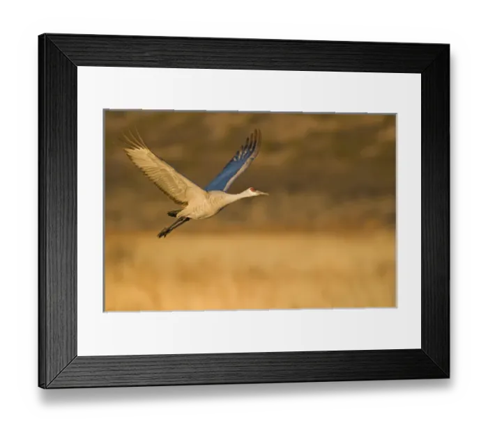 Framed Print : Sandhill crane, grus canadensis, takes flight from a farm pond in early morning Framed Print : Sandhill crane, grus canadensis, takes flight from a farm pond in early morning