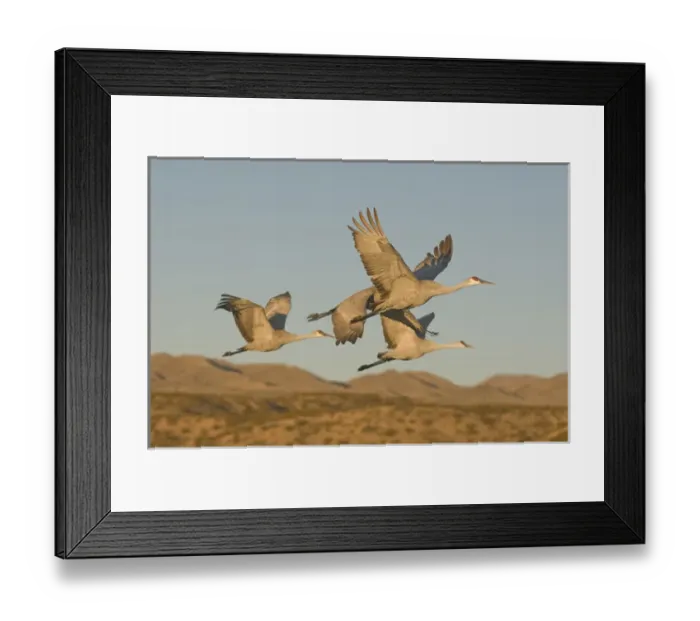 Framed Print : Sandhill cranes, grus canadensis, take flight from a farm pond in early morning Framed Print : Sandhill cranes, grus canadensis, take flight from a farm pond in early morning