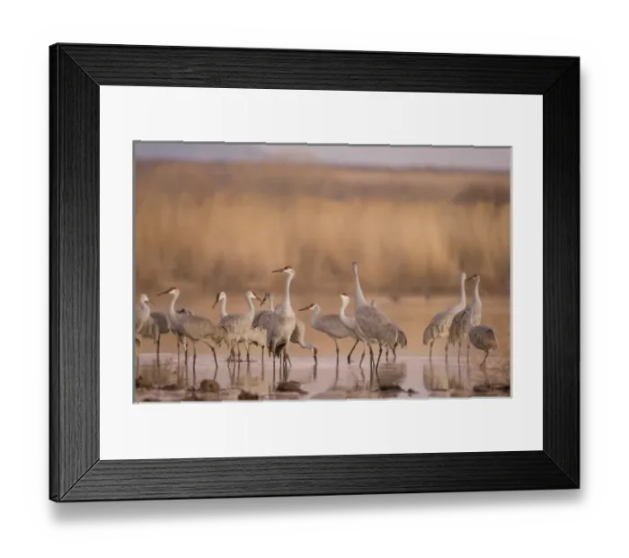 Framed Print : Sandhill cranes, Grus canadensis, wintering in New Mexico, take refuge from predators Framed Print : Sandhill cranes, Grus canadensis, wintering in New Mexico, take refuge from predators