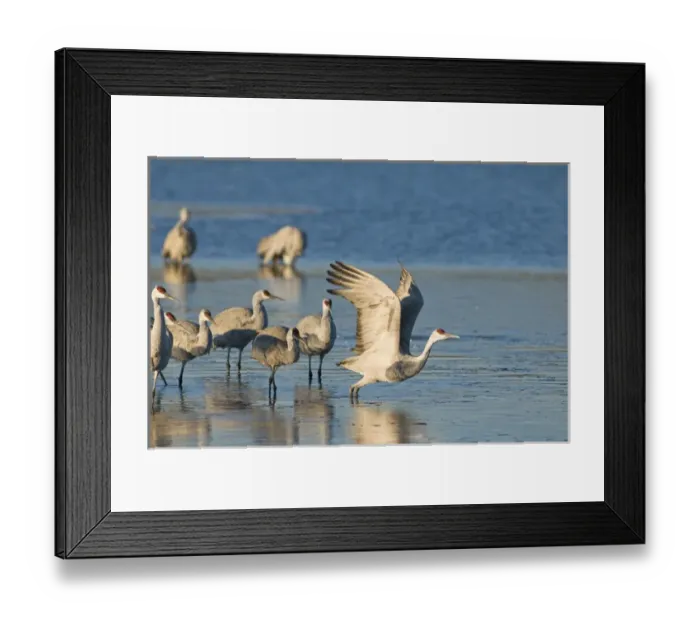 Framed Print : Sandhill cranes, grus canadensis, prepare to take flight from a farm pond at sunrise Framed Print : Sandhill cranes, grus canadensis, prepare to take flight from a farm pond at sunrise