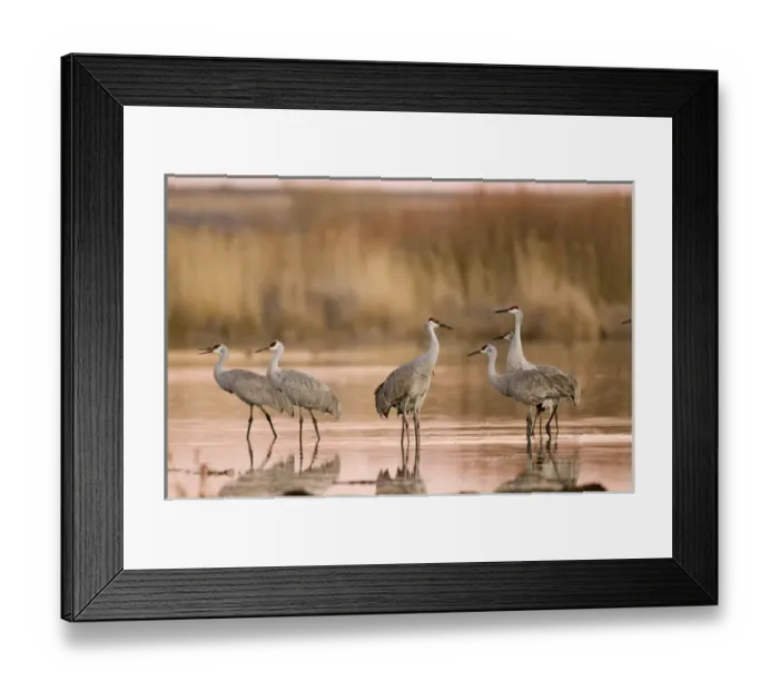 Framed Print : Sandhill cranes, Grus canadensis, wintering in New Mexico, take refuge from predators