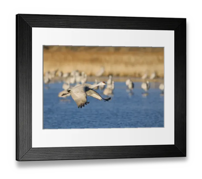 Framed Print : Sandhill crane, grus canadensis, takes flight from a farm pond in early morning Framed Print : Sandhill crane, grus canadensis, takes flight from a farm pond in early morning