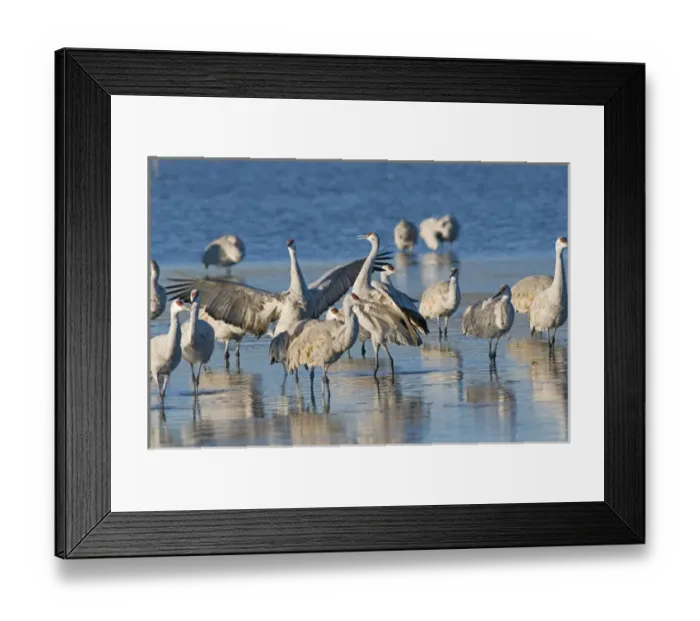 Framed Print : A pair of sandhill cranes (Grus canadensis) wintering in New Mexico in wintertime Framed Print : A pair of sandhill cranes (Grus canadensis) wintering in New Mexico in wintertime