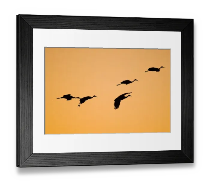 Framed Print : A group of migratory sandhill cranes, grus canadensis, wintering in New Mexico, come Framed Print : A group of migratory sandhill cranes, grus canadensis, wintering in New Mexico, come