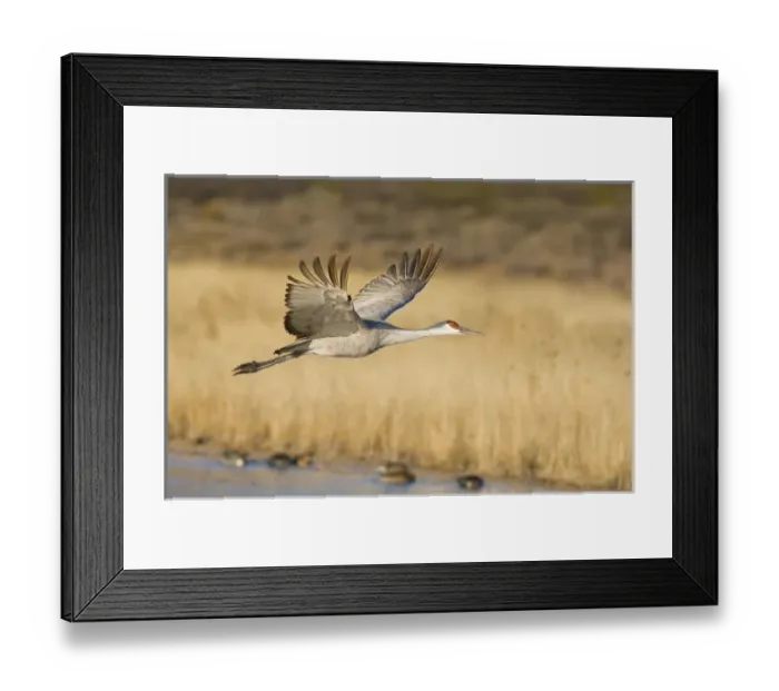 Framed Print : Sandhill crane, grus canadensis, takes flight from a farm pond in early morning