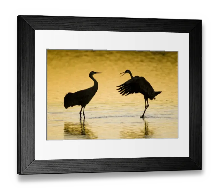 Framed Print : A pair of sandhill cranes (Grus canadensis) wintering in New Mexico in wintertime Framed Print : A pair of sandhill cranes (Grus canadensis) wintering in New Mexico in wintertime