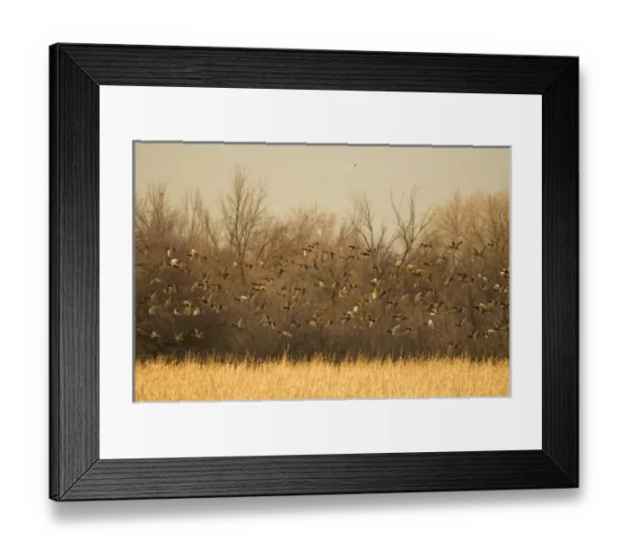 Framed Print : Colorful male and female Mallard, Anas platyrhnchas, ducks wintering in New Mexico Framed Print : Colorful male and female Mallard, Anas platyrhnchas, ducks wintering in New Mexico