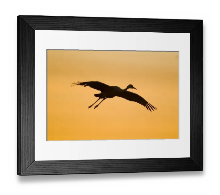 Framed Print : A migratory sandhill crane, grus canadensis, comes in for a landing in a pond Framed Print : A migratory sandhill crane, grus canadensis, comes in for a landing in a pond