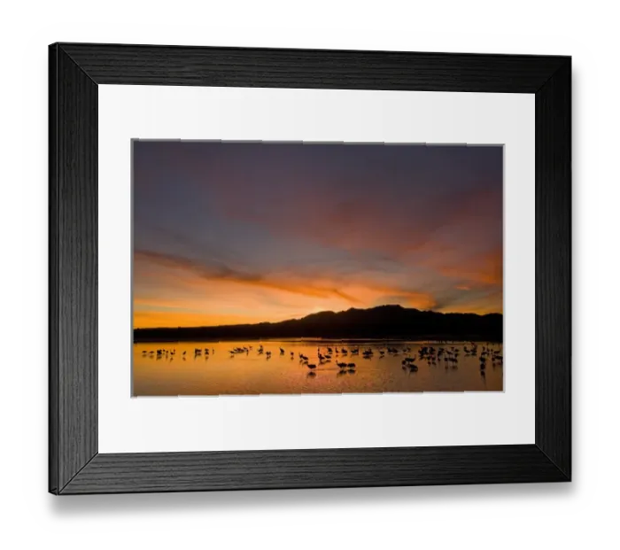 Framed Print : Sandhill cranes (Grus canadensis) wintering in New Mexico, take shelter from coyotes Framed Print : Sandhill cranes (Grus canadensis) wintering in New Mexico, take shelter from coyotes