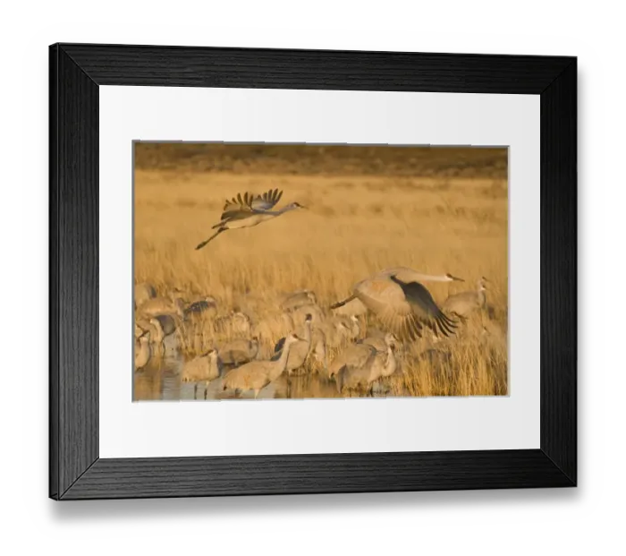 Framed Print : Sandhill cranes, grus canadensis, prepare to take flight from a farm pond at sunrise