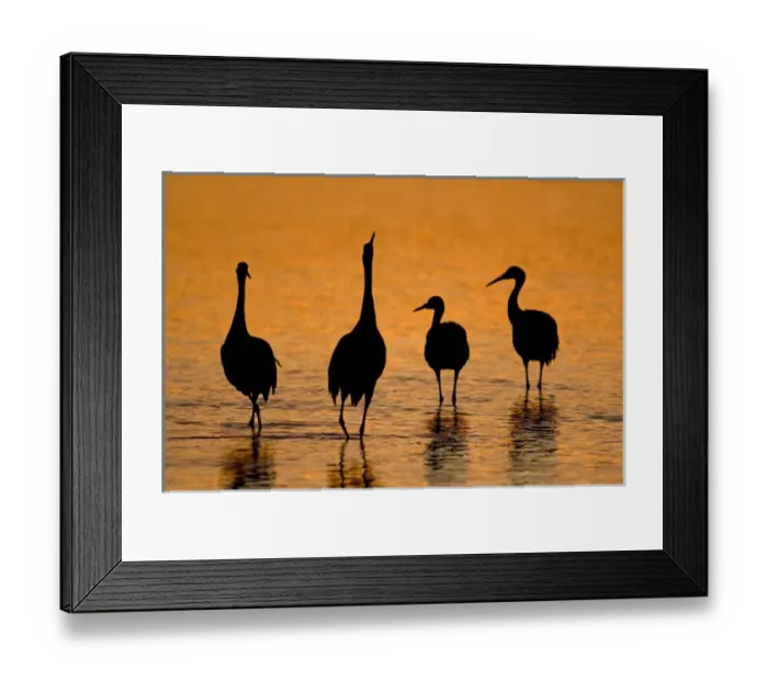 Framed Print : Sandhill cranes (Grus canadensis) wintering in New Mexico, take shelter from coyotes