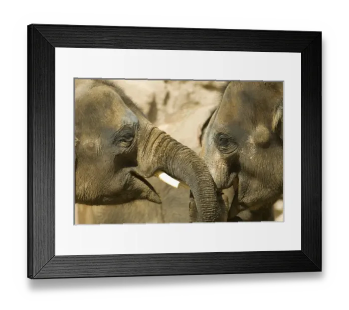 Framed Print : USA, NM, Albuquerque, Rio Grande Zoo. Juvenile Asian Elephants (Elephas maximus)