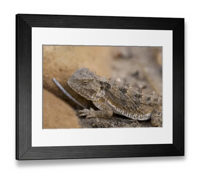 Framed Print : USA, NM. Desert horned lizard (Phrynosoma platyrhinos). Called Horny Toads, though