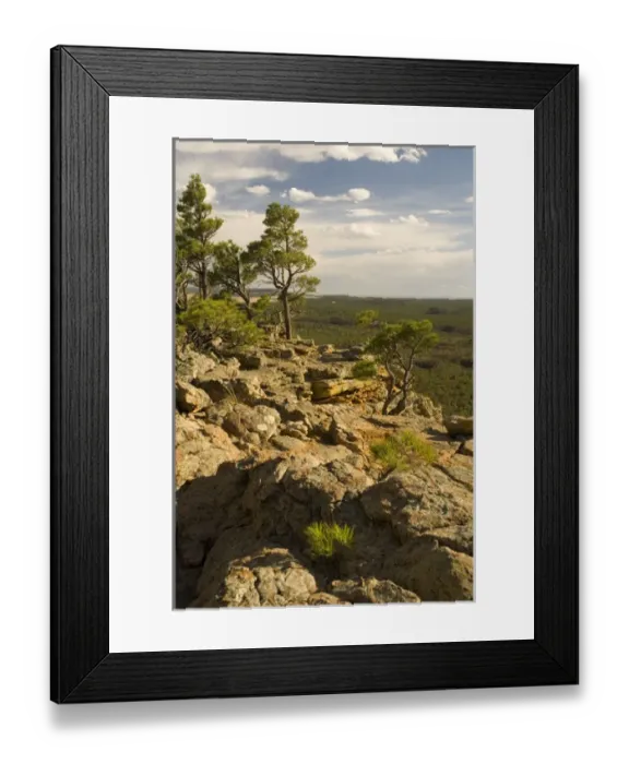 Framed Print : USA, NM, El Malpais (badlands) National Monument. Growth of conifers on cliffs affected by winds Framed Print : USA, NM, El Malpais (badlands) National Monument. Growth of conifers on cliffs affected by winds