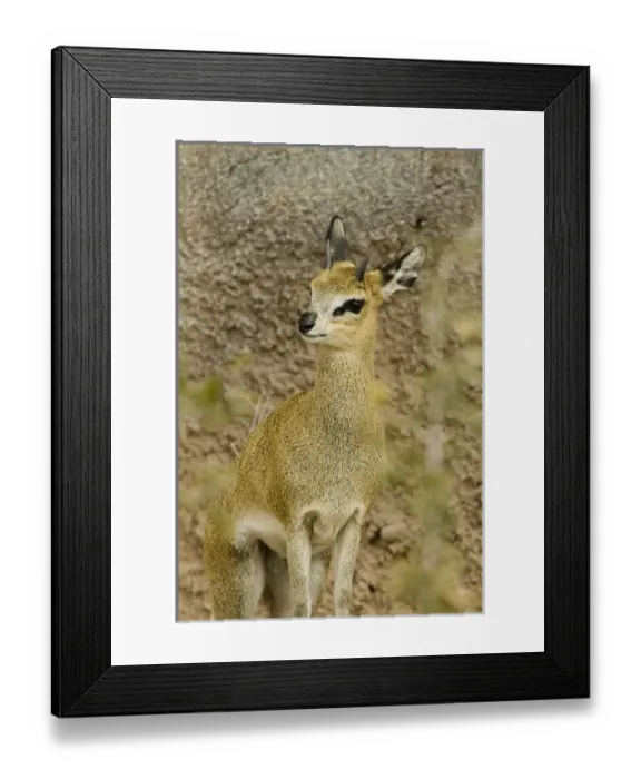 Framed Print : USA, NM, Albuquerque, Albuquerque Biological Park, Rio Grande Zoo. Grysbuck (Raphicerus) Framed Print : USA, NM, Albuquerque, Albuquerque Biological Park, Rio Grande Zoo. Grysbuck (Raphicerus)