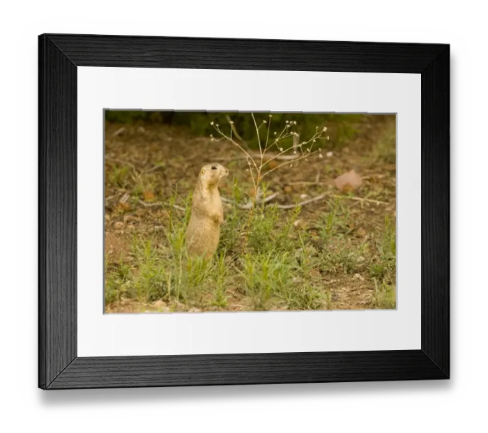 Framed Print : USA, NM, Santa Fe. Gunnisons Prairie Dog (Cynomys gunnisoni) community. Populations Framed Print : USA, NM, Santa Fe. Gunnisons Prairie Dog (Cynomys gunnisoni) community. Populations