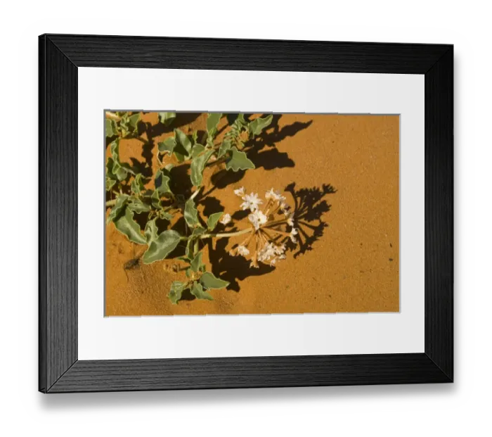 Framed Print : USA, NM. Dramatic contrast of blooming succulent white wildflower against red desert Framed Print : USA, NM. Dramatic contrast of blooming succulent white wildflower against red desert