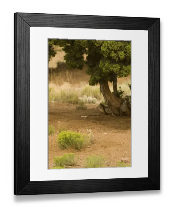 Framed Print : USA, NM, Santa Fe. Gunnisons Prairie Dog (Cynomys gunnisoni) community. Individual Framed Print : USA, NM, Santa Fe. Gunnisons Prairie Dog (Cynomys gunnisoni) community. Individual