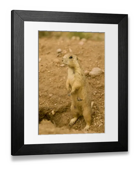 Framed Print : USA, NM, Santa Fe. Gunnisons Prairie Dog (Cynomys gunnisoni) community. Populations Framed Print : USA, NM, Santa Fe. Gunnisons Prairie Dog (Cynomys gunnisoni) community. Populations