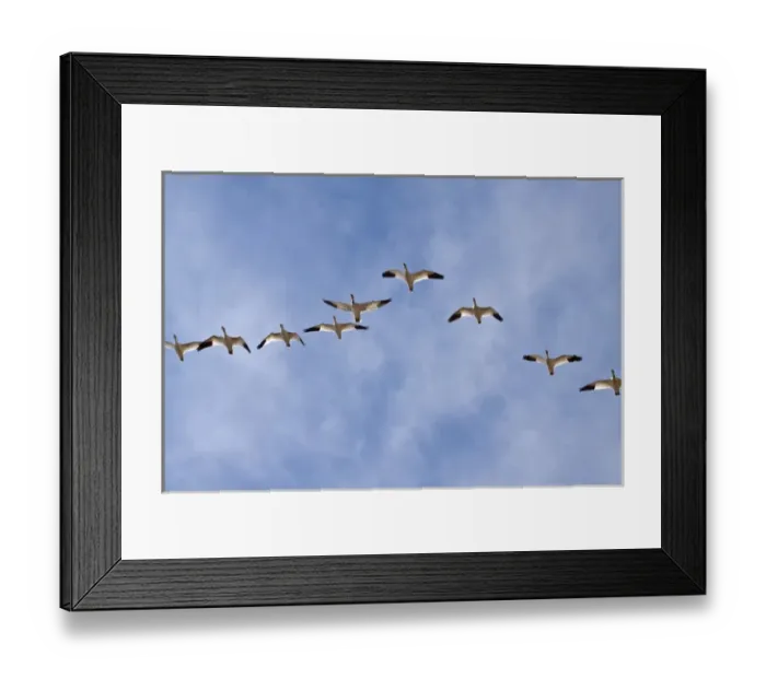 Framed Print : North America, USA, New Mexico, Bosque Del Apache, Snow Gesse in Flight Framed Print : North America, USA, New Mexico, Bosque Del Apache, Snow Gesse in Flight