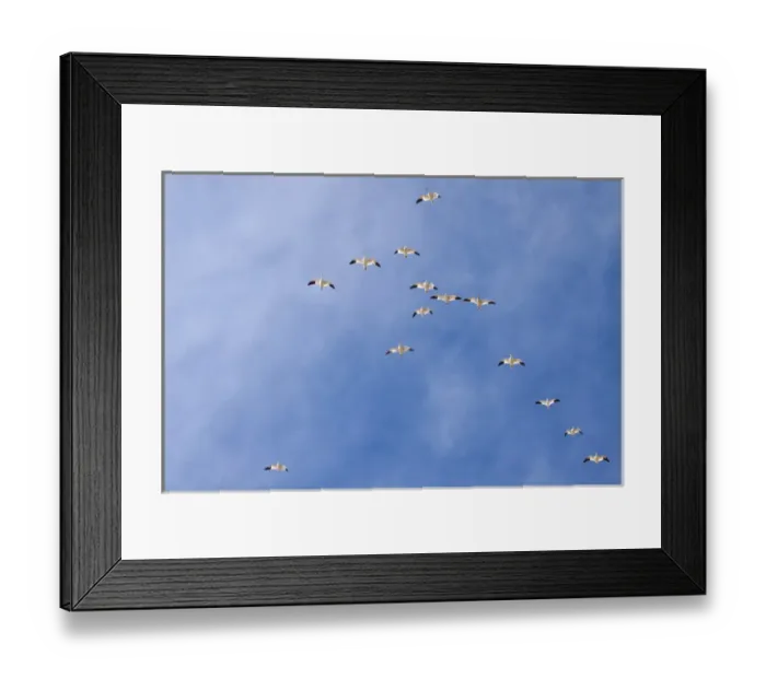 Framed Print : North America, USA, New Mexico, Bosque Del Apache, Snow Gesse in Flight Framed Print : North America, USA, New Mexico, Bosque Del Apache, Snow Gesse in Flight