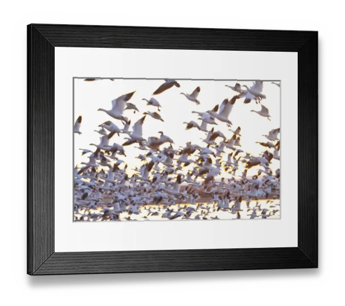 Framed Print : North America, USA, New Mexico, Bosque Del Apache, Snow Gesse in Flight