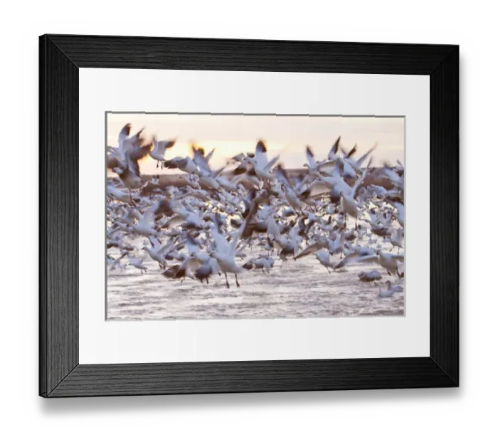 Framed Print : North America, USA, New Mexico, Bosque Del Apache, Snow Gesse in Flight Framed Print : North America, USA, New Mexico, Bosque Del Apache, Snow Gesse in Flight