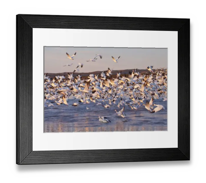 Framed Print : North America, USA, New Mexico, Bosque Del Apache, Snow Gesse in Flight Framed Print : North America, USA, New Mexico, Bosque Del Apache, Snow Gesse in Flight