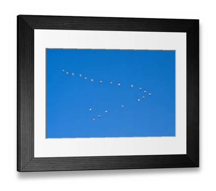 Framed Print : New Zealand, Otago, Wanaka, Warbirds Over Wanaka, North American Harvards, or T-6 Texans Framed Print : New Zealand, Otago, Wanaka, Warbirds Over Wanaka, North American Harvards, or T-6 Texans