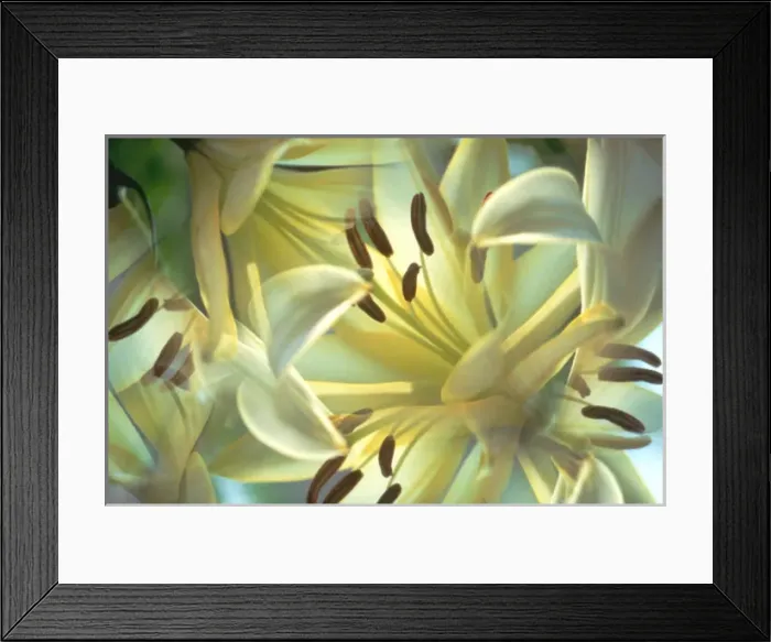 Framed Print : USA, New York, Slingerlands. Oriental lilies seen through a kaleidoscope. Credit as