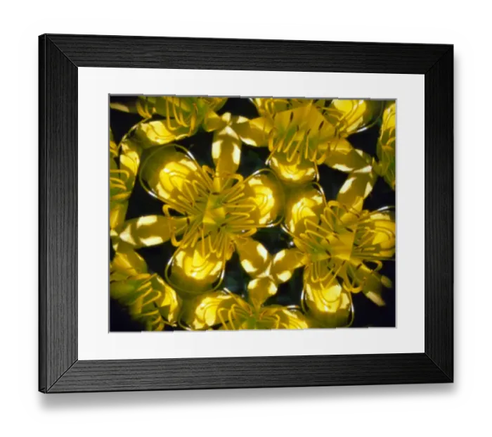 Framed Print : USA, New York, Slingerlands. Daylilies seen through a kaleidoscope and wide-angle lens Framed Print : USA, New York, Slingerlands. Daylilies seen through a kaleidoscope and wide-angle lens