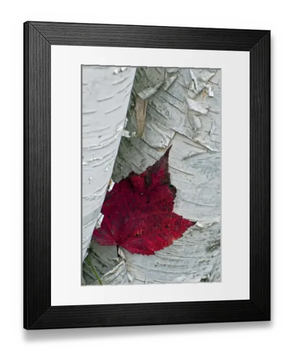 Framed Print : USA, New York, Inlet. Maple leaf on aspen tree trunk. Credit as: Jay O Brien Framed Print : USA, New York, Inlet. Maple leaf on aspen tree trunk. Credit as: Jay O Brien
