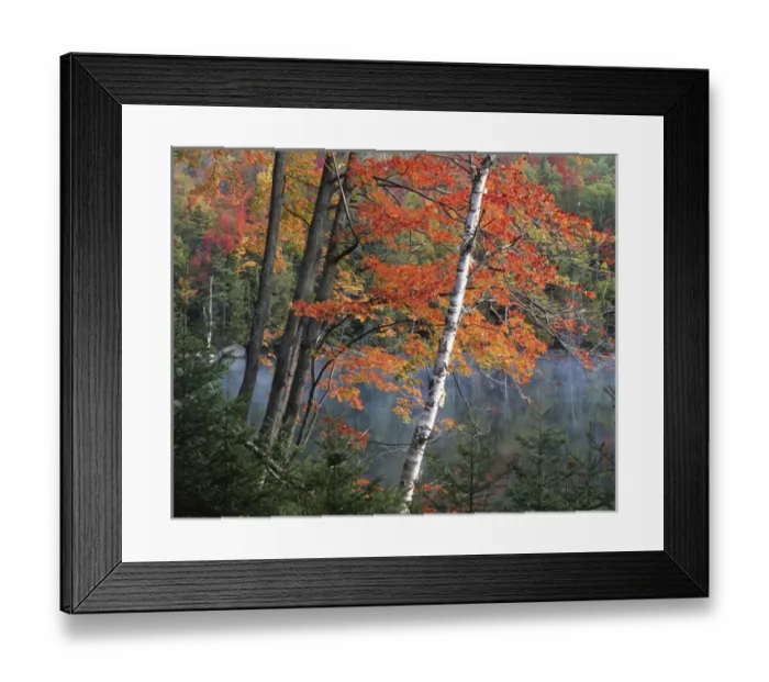 Framed Print : USA, New York, Adirondack Park and Preserve, Paper Birch and Red Maple along Heart Lake Framed Print : USA, New York, Adirondack Park and Preserve, Paper Birch and Red Maple along Heart Lake