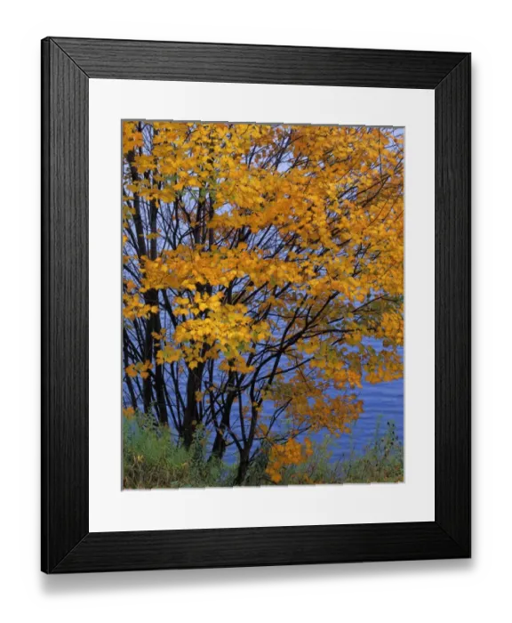 Framed Print : USA, New York, Adirondack Park, Sugar Maple Framed Print : USA, New York, Adirondack Park, Sugar Maple