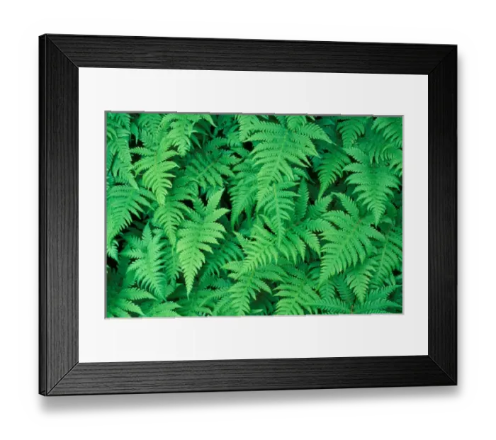 Framed Print : Mt. Marcy, NY Northern Beech Fern, thelypteris phegopteris in NYs Adirondack