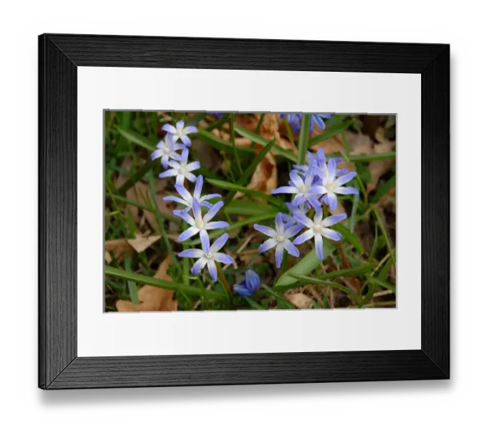 Framed Print : Rochester, New York, blue wildflower Framed Print : Rochester, New York, blue wildflower