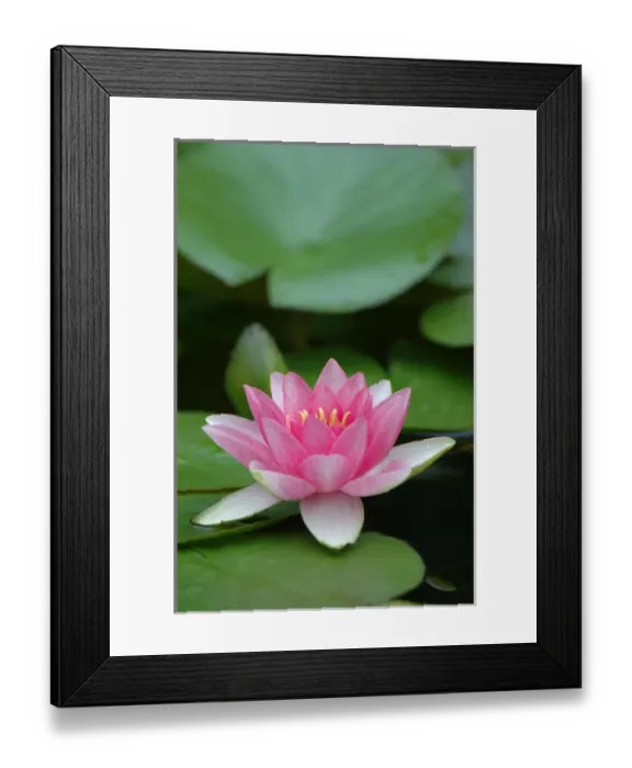 Framed Print : Saratoga Springs, NY, USA, lily pads in fountain at Yaddo Gardens Framed Print : Saratoga Springs, NY, USA, lily pads in fountain at Yaddo Gardens