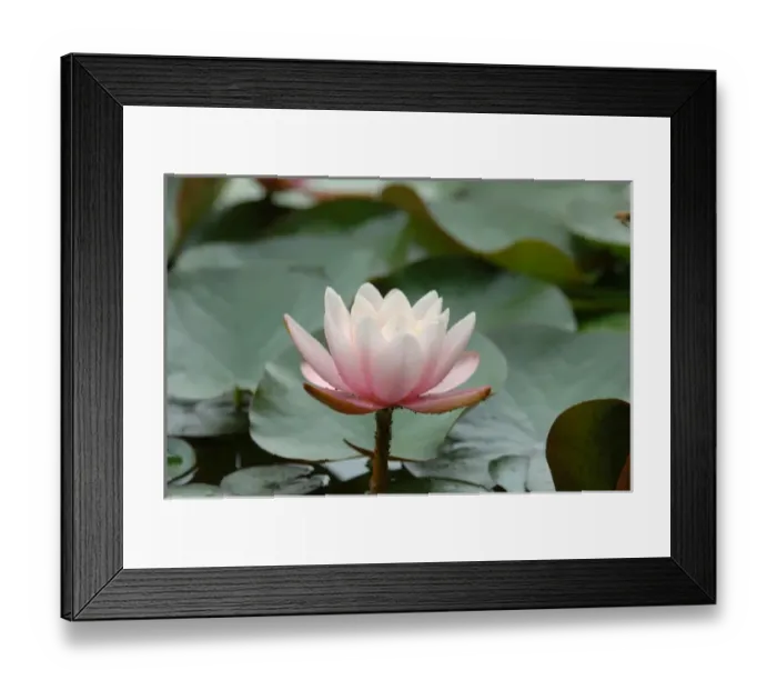 Framed Print : Saratoga Springs, NY, USA, lily pads in fountain at Yaddo Gardens