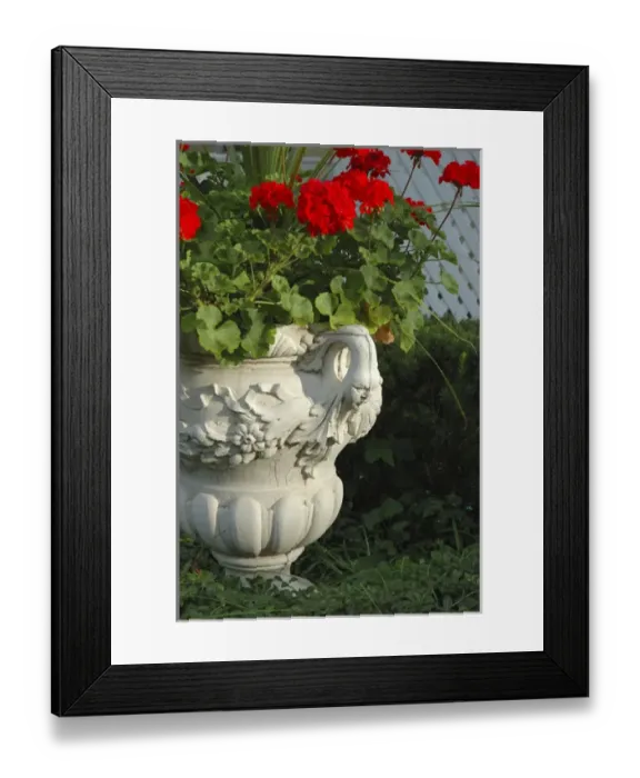 Framed Print : U. S. A. New York, Saratoga Springs, geraniums in urn, historic district Framed Print : U. S. A. New York, Saratoga Springs, geraniums in urn, historic district