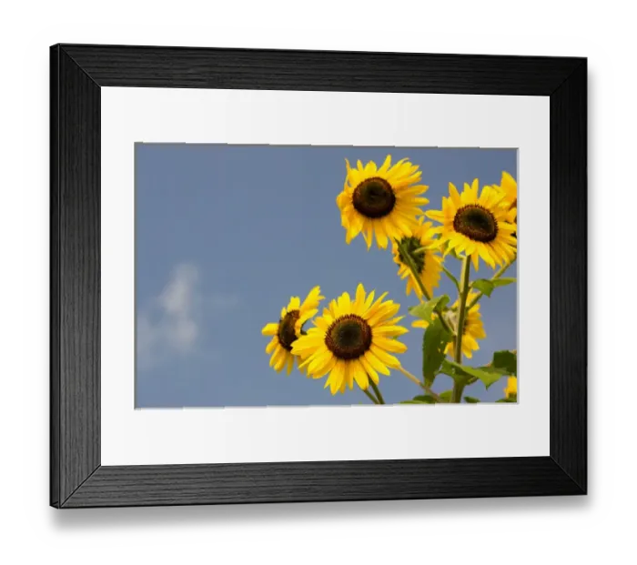 Framed Print : USA, New York, The Hamptons, Farmlands and flower fields Framed Print : USA, New York, The Hamptons, Farmlands and flower fields