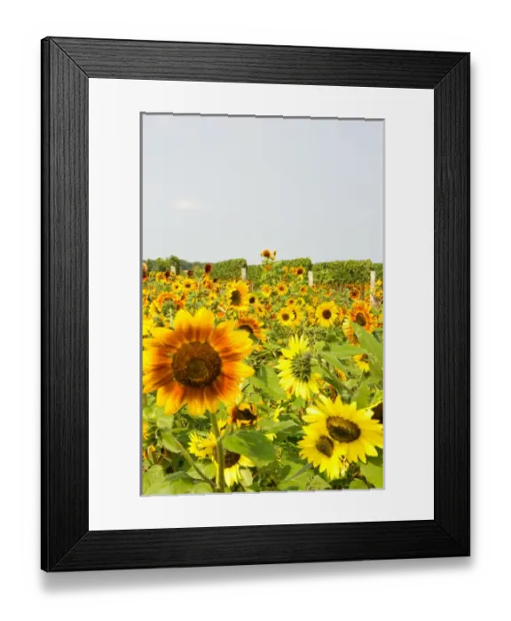 Framed Print : USA, New York, The Hamptons, Farmlands and flower fields Framed Print : USA, New York, The Hamptons, Farmlands and flower fields