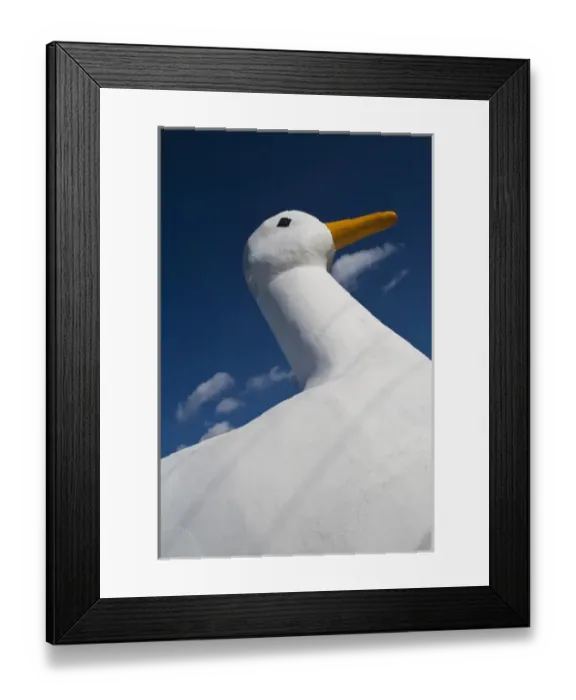 Framed Print : USA, New York, Flanders. The Big Duck, an area known for its duck farms